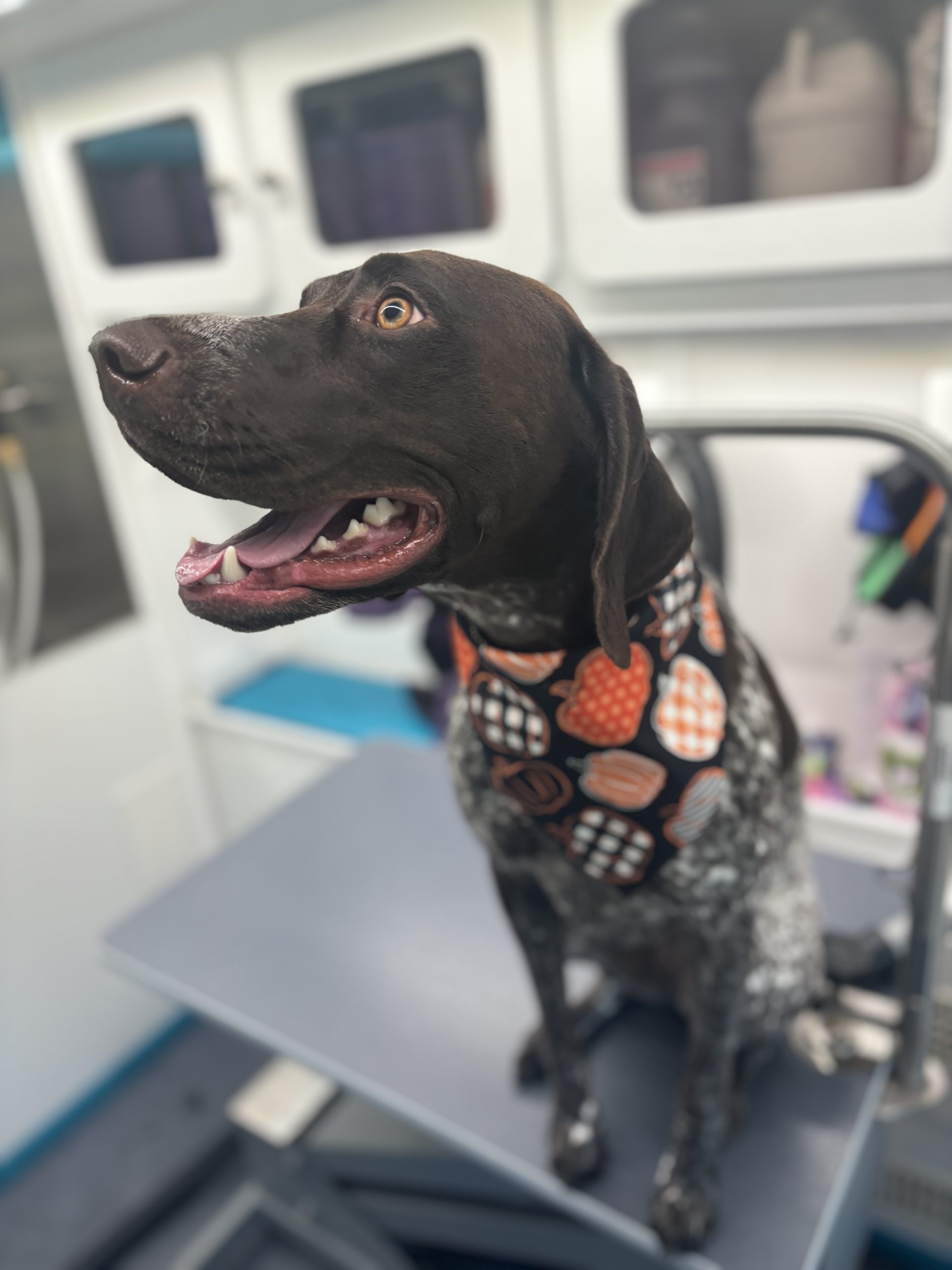 Breed Insights Elevate Dog Grooming Standards in Lubbock