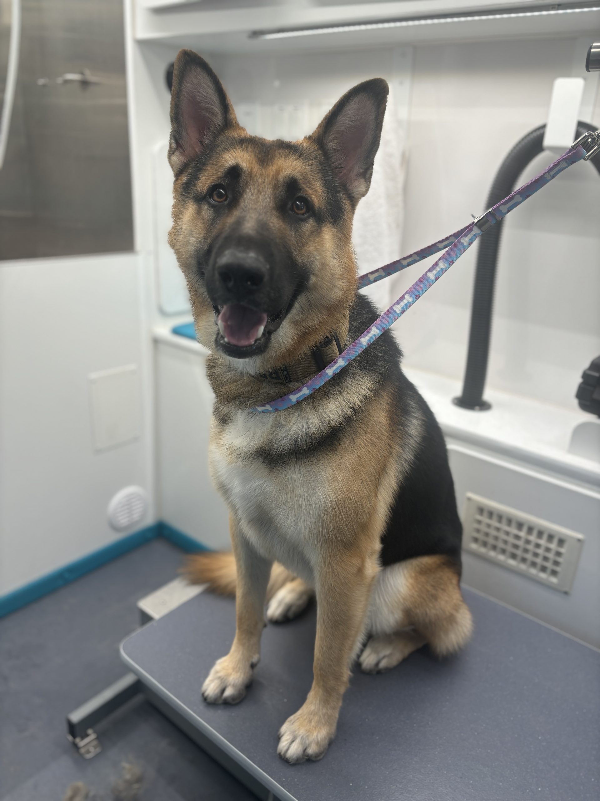 What To Expect When Using Mobile Grooming for the First Time in Lubbock, TX