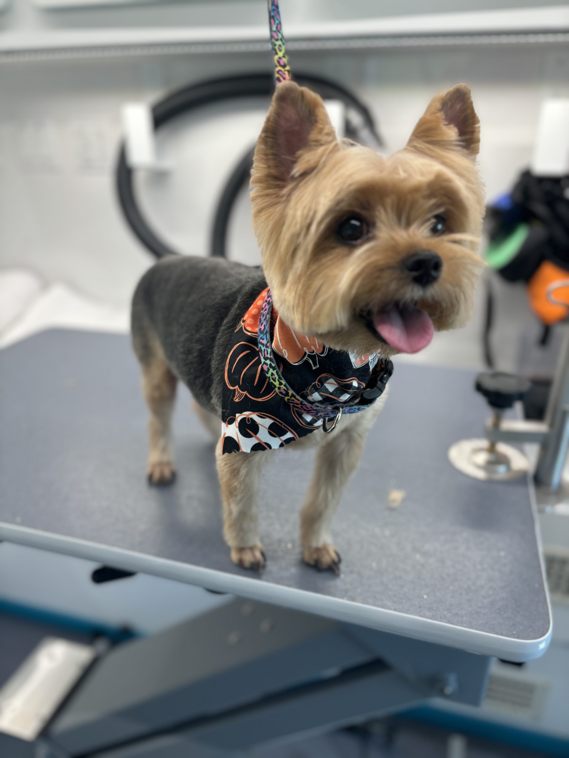 Dog Grooming Bathing Tips – How To Shampoo A Dog in Lubbock, TX